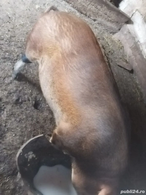 Vând porc 230 kg - imagine 3
