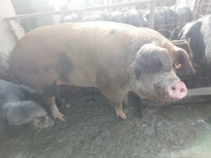 Porci pentru sacrificat! 300 kg - imagine 2
