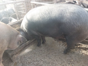 Porci pentru sacrificat! 300 kg