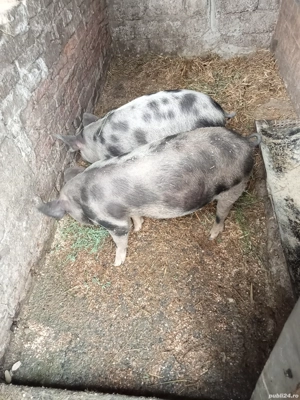 schimb o pereche purcei la patru luni sc cu cereale au la 40kg