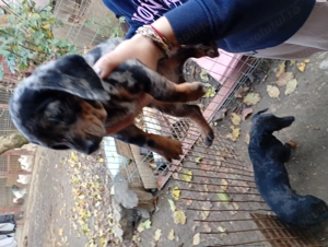 Tekel căței arlechin și negru cu pete de foc