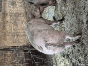 Vand porci de rasa - imagine 5