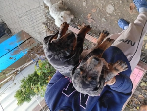 Tekel căței arlechin și negru cu pete de foc - imagine 2