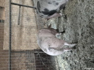 Vand porci de rasa - imagine 2