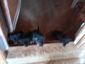 Tekel căței arlechin și negru cu pete de foc - imagine 5