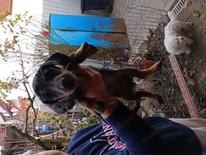 Tekel căței arlechin și negru cu pete de foc - imagine 3