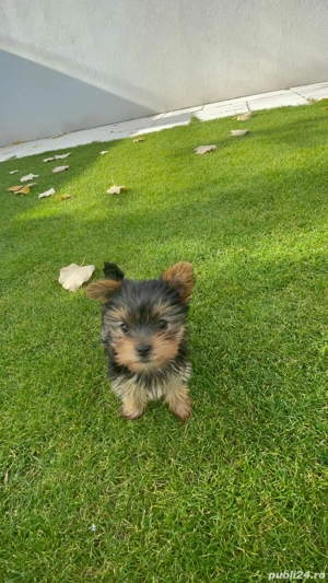Fetita Yorkie - imagine 2