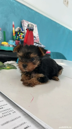 Fetita Yorkie - imagine 3