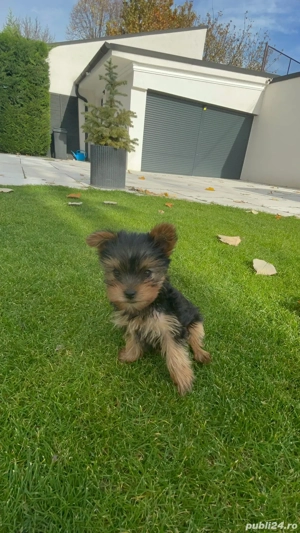 Fetita Yorkie