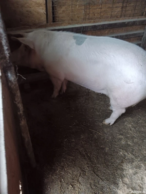 vând porci și purcei 
