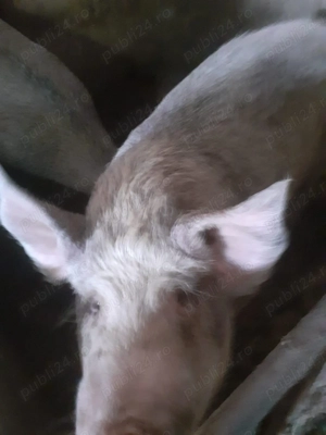 Vand un porc mangalita 