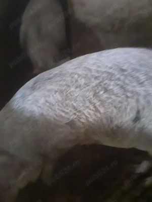 Vand un porc mangalita  - imagine 2