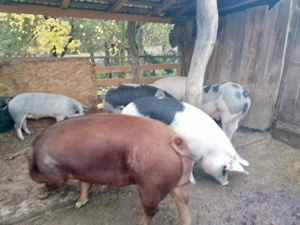 Vand porci de Craciun