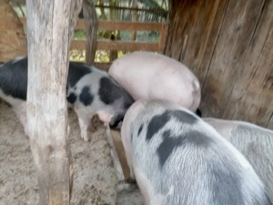 Vand porci de Craciun - imagine 3