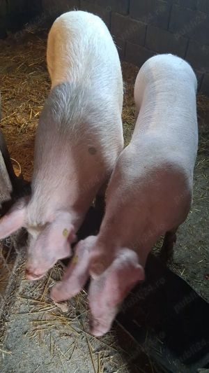 Porci de vanzare - imagine 4