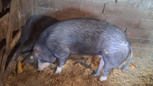 Porci de vanzare - imagine 2