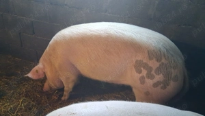 Porci de vanzare - imagine 5