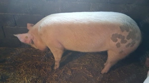 Porci de vanzare - imagine 3