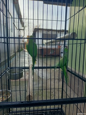 Micul Alexandru  - imagine 2