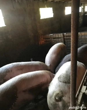 vand porci greutate 20-400kg - imagine 3