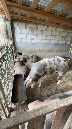 Porci de vânzare  - imagine 2