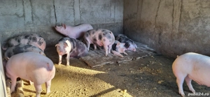 vand porc Crăciun  - imagine 2