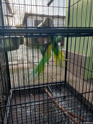 Micul Alexandru  - imagine 4