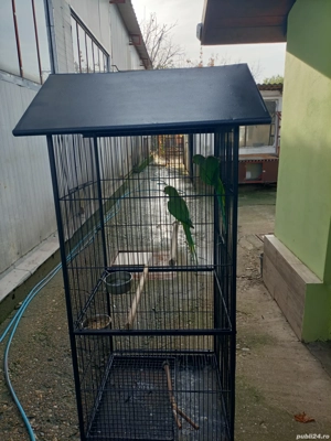 Micul Alexandru  - imagine 3