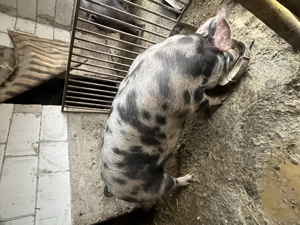 Porci de vânzare  - imagine 4