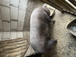 Porci de vânzare  - imagine 3