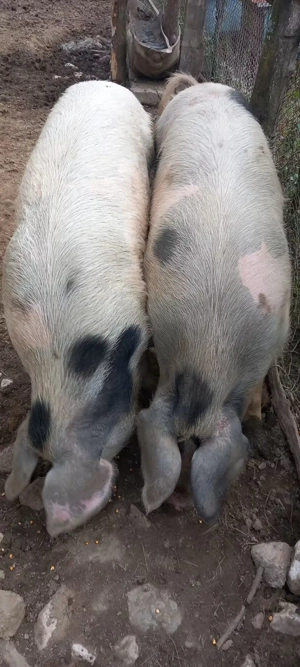 Porci de vânzare cu greutate 130-180 kg