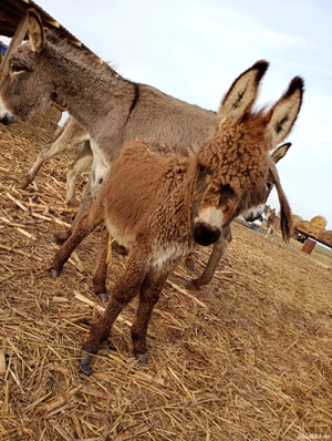 vând pui de magaruș 