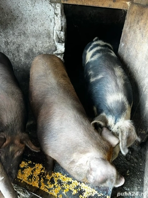 Vând porci  - imagine 2