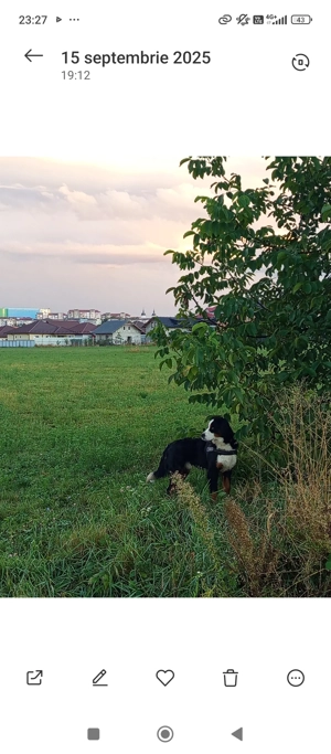 Ciobanesc de Berna în căutare de căsuța  - imagine 4