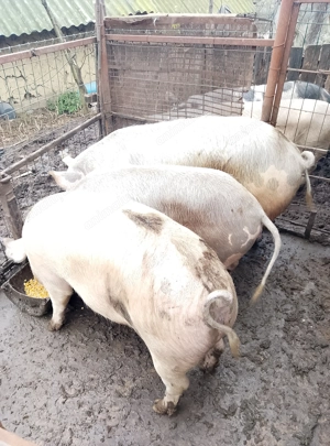 De vânzare porci  - imagine 2