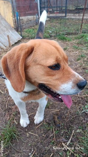 disponibil biagle tricolor mascul are 1an jumate