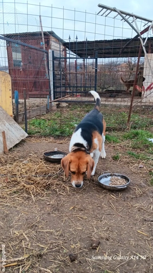 disponibil biagle tricolor mascul are 1an jumate - imagine 2