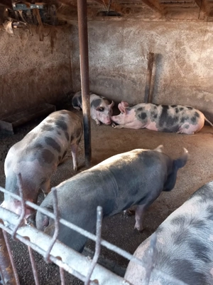 Porci rasa Pietran de vânzare  - imagine 5