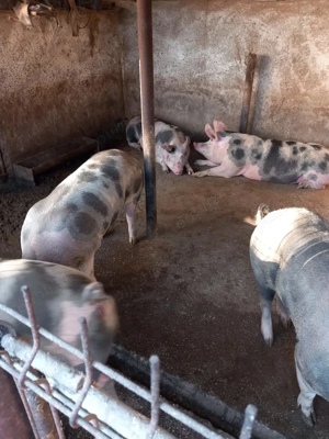 Porci rasa Pietran de vânzare 