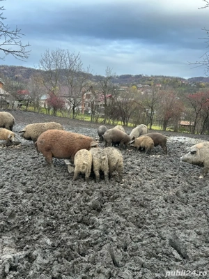 Purcei mangalita de vanzare, rasa pura  - imagine 5