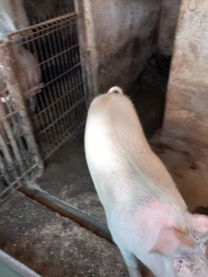 Porci rasa Pietran de vânzare  - imagine 4