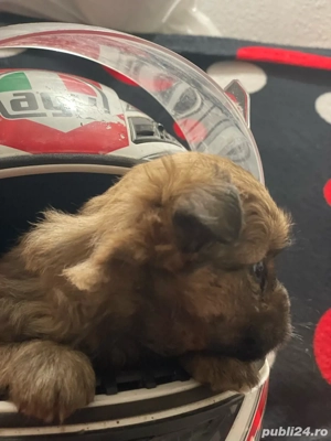 femela si mascul - imagine 5