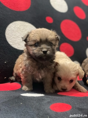 femela si mascul - imagine 4