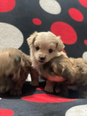 femela si mascul - imagine 3