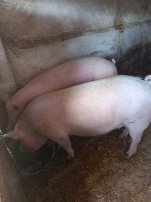 Porc de carne 150 -160 kg