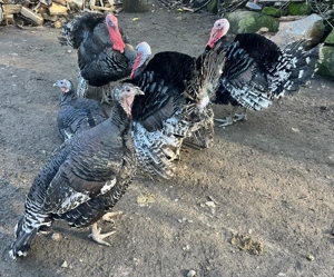 Vând curcani de casă 