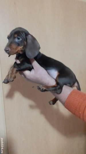 Teckel talie pitica - imagine 3