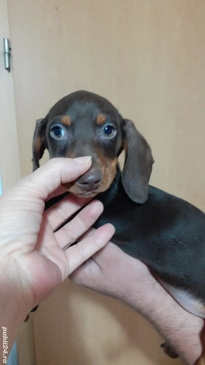 Teckel talie pitica - imagine 4