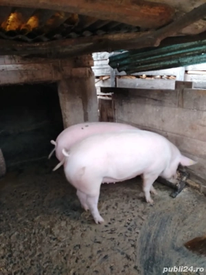 vand doi porci 