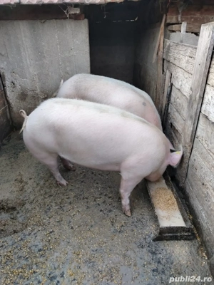 vand doi porci  - imagine 2